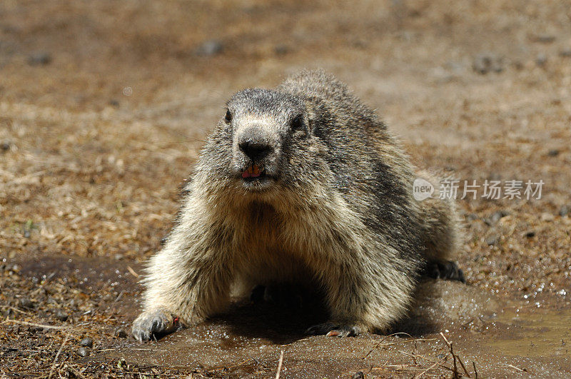 高山土拨鼠 (Marmota marmota)